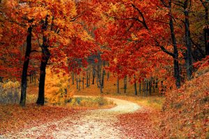 Fall Home Maintenance Tips - Outdoors - Stone Insurance Group