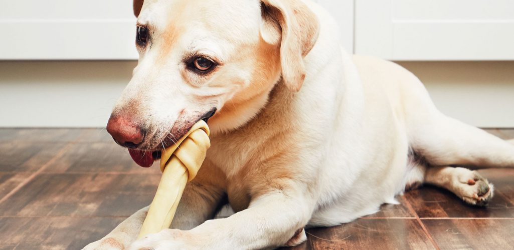 When The Dog Bites, Be Prepared with Proper Liability Coverage-Stone Insurance Group