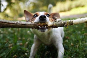 When The Dog Bites, Be Prepared with Proper Liability Coverage-Stone Insurance Group