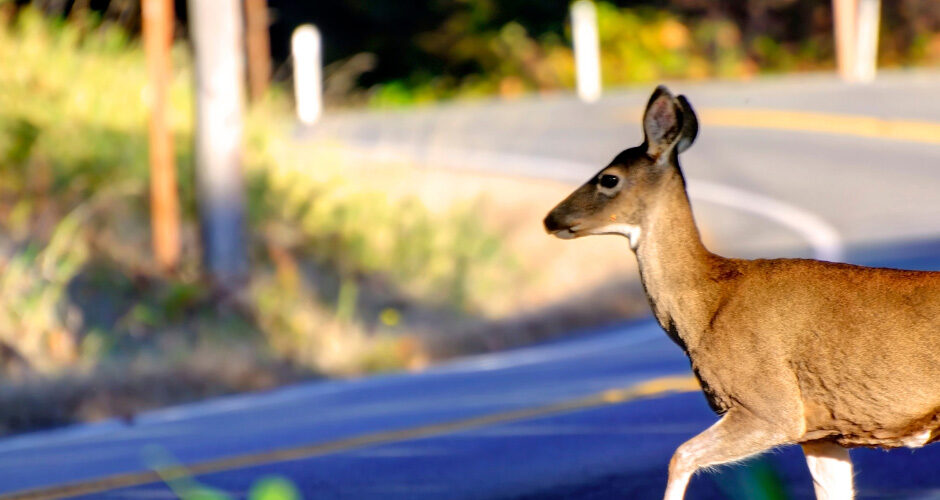 Deer Season